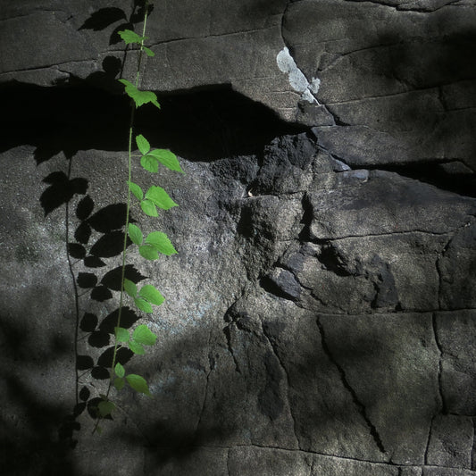 Plant on Rock