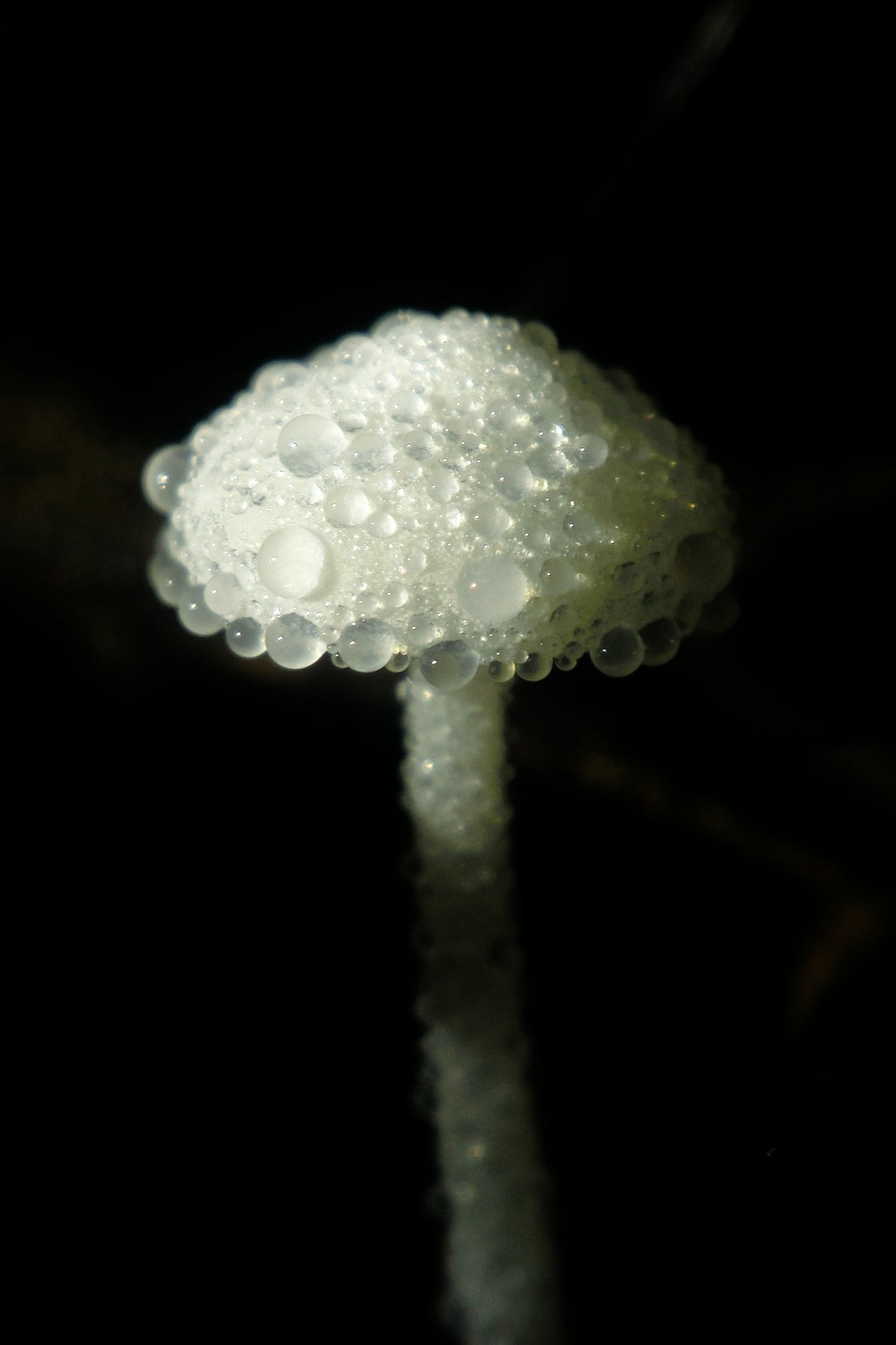 Dewfull Fungus