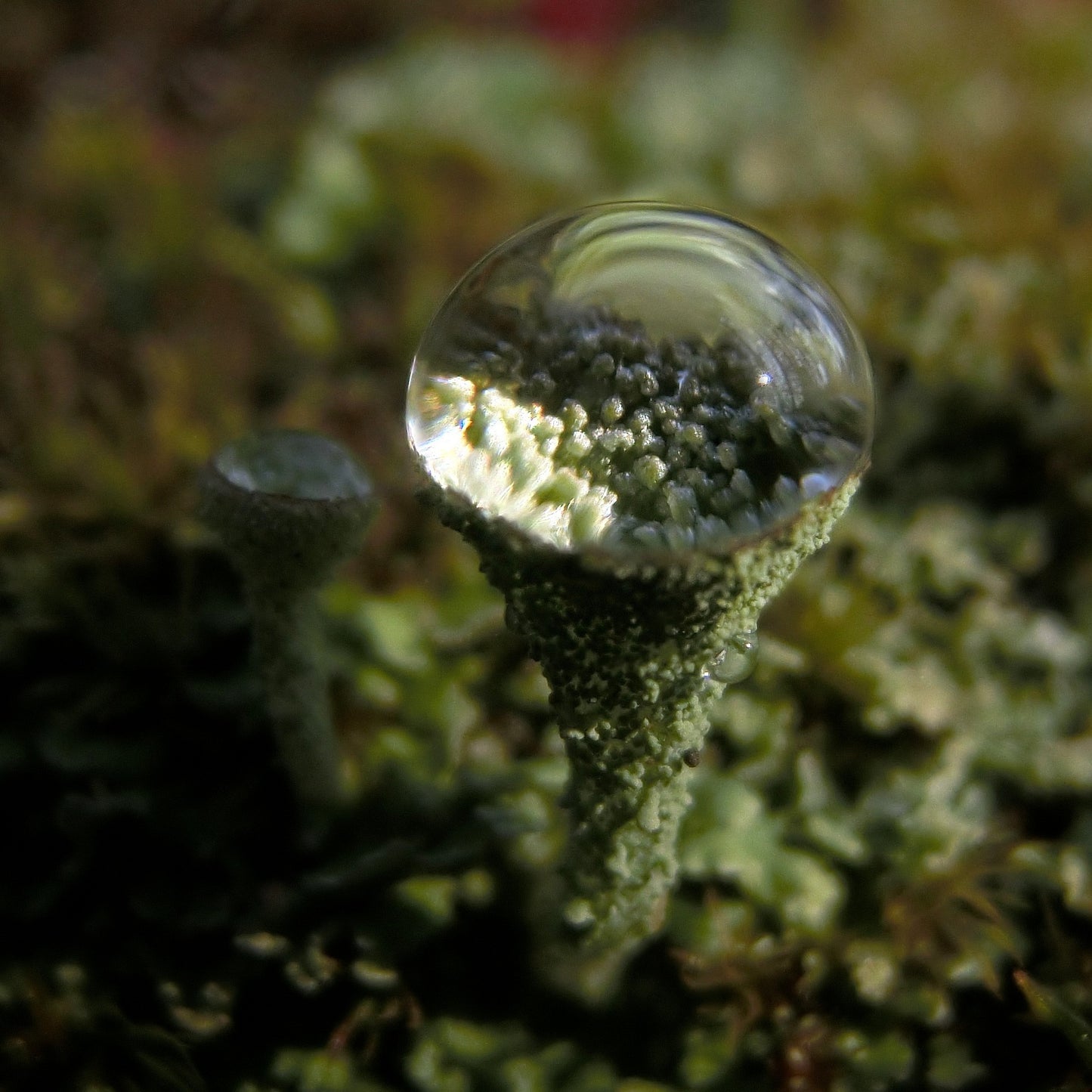 Lichen Dewcup