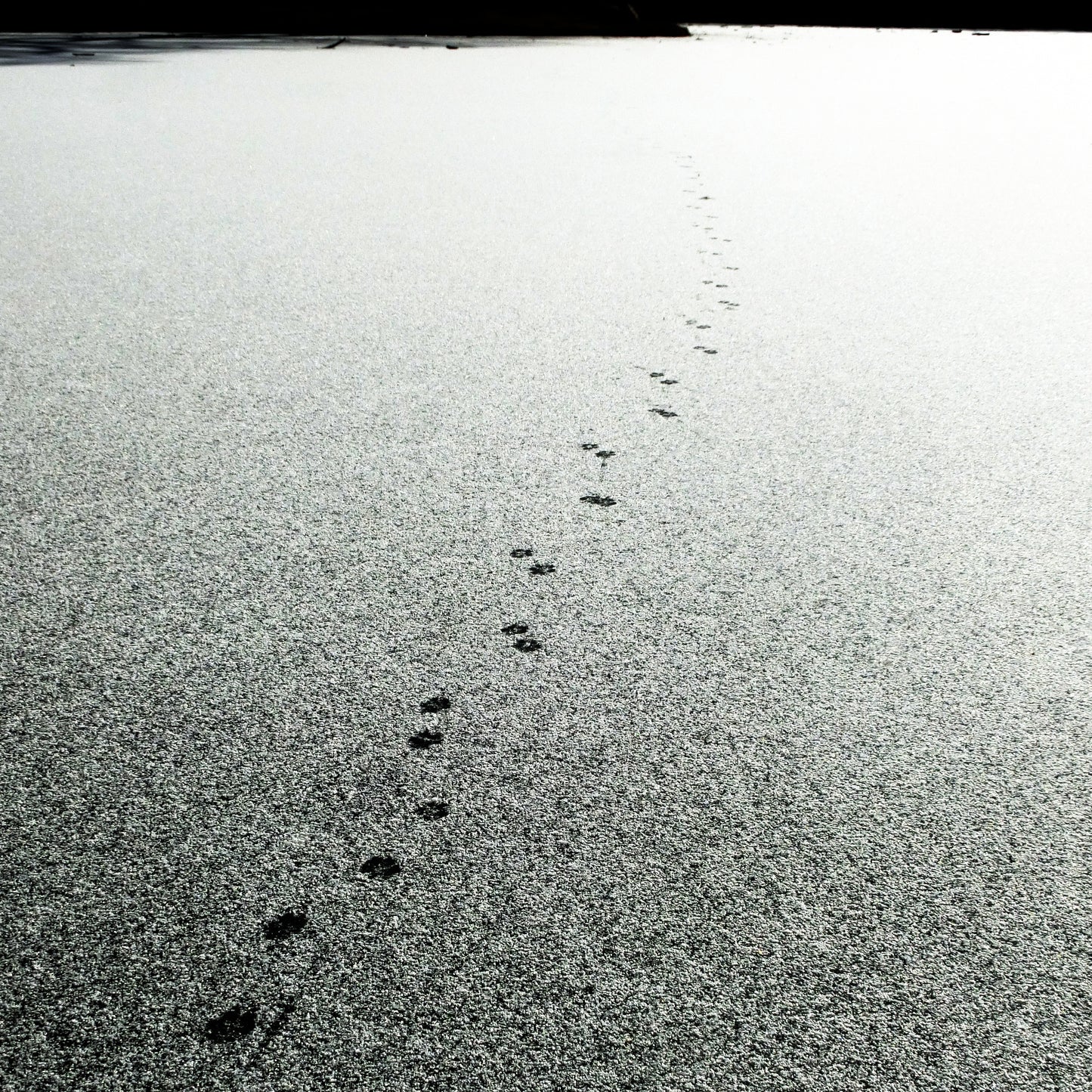 Lone Trail Across a Lake