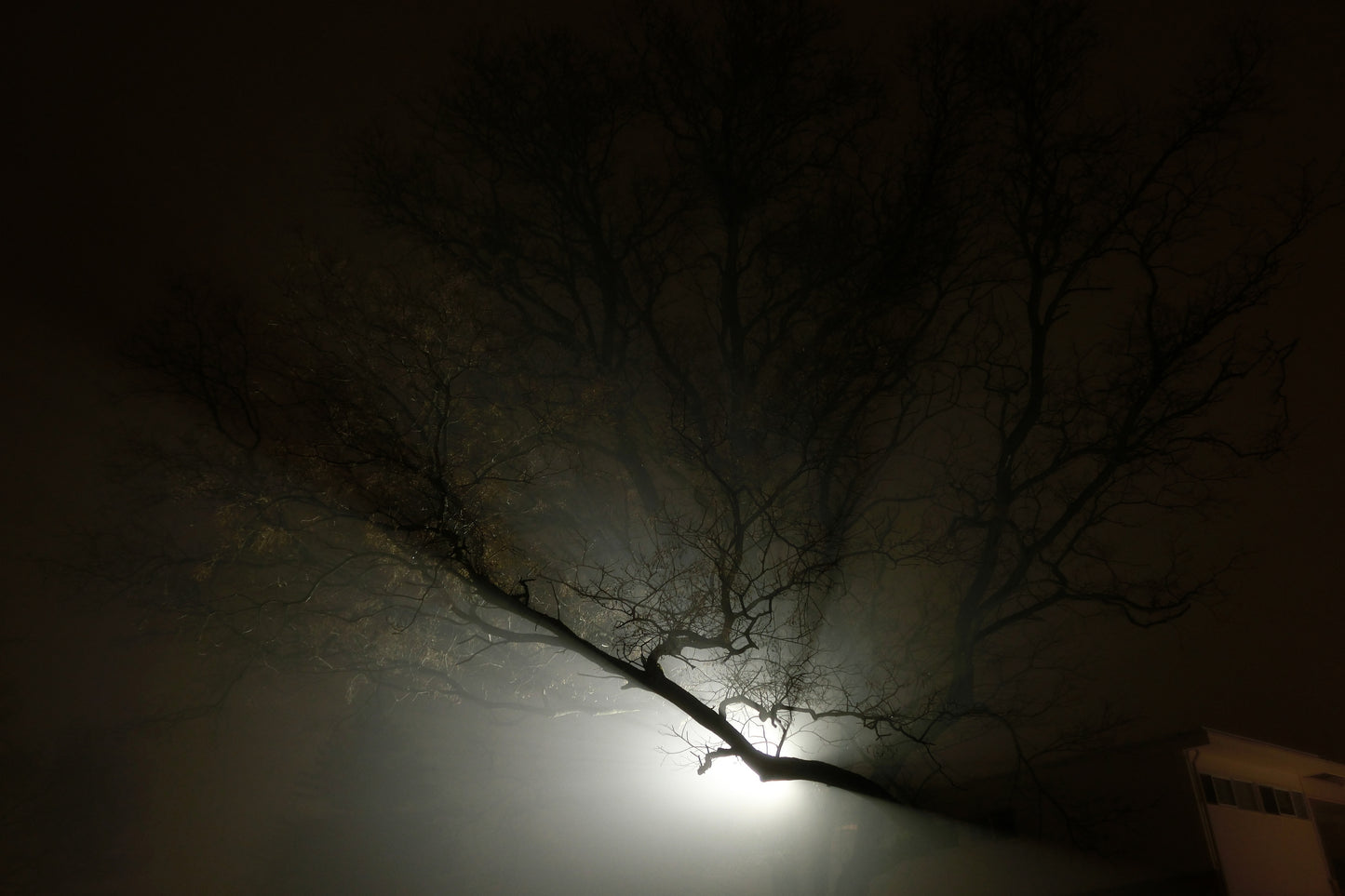 Foglit Tree