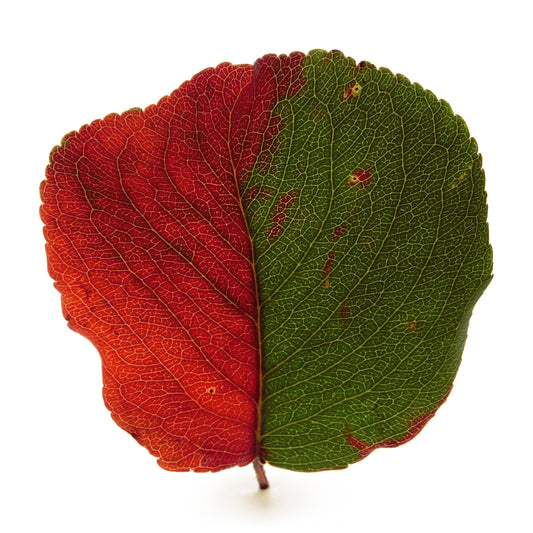 Leaf 2