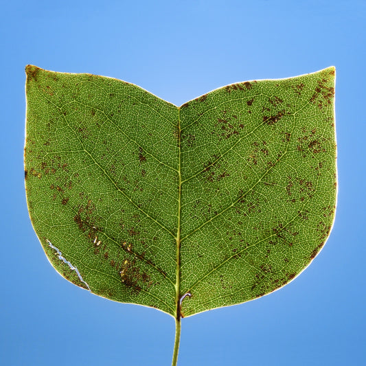 Leaf Texture